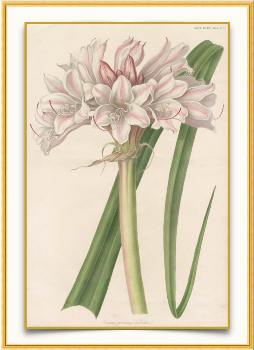 Pink Striped Lily - Antique Botanical Print