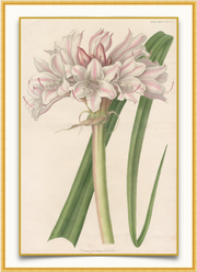 A fine art print from an antique botanical hand-colored engraving— an image of a pink and white lily flower.  Pairs with our Pink Cottage Collection. Available print only or framed.