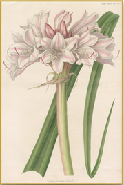 A fine art print from an antique botanical hand-colored engraving— an image of a pink and white lily flower.  Pairs with our Pink Cottage Collection. Available print only or framed.