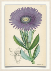 A fine art print from an antique botanical hand-colored engraving.  A succulent plant with purple flowers native to South Africa and resistant to coastal conditions. Available print only or framed.