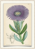 A fine art print from an antique botanical hand-colored engraving.  A succulent plant with purple flowers native to South Africa and resistant to coastal conditions. Available print only or framed.