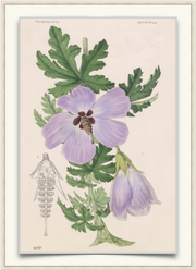 A fine art print from an antique botanical hand-colored engraving—an image of a hibiscus with purple and green coloring. Available print only or framed.