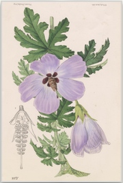 A fine art print from an antique botanical hand-colored engraving—an image of a hibiscus with purple and green coloring. Available print only or framed.