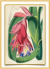 A fine art print from an antique botanical hand-colored engraving—an image of the tropical bromeliad flower with pink, purple and green coloring. Available print only or framed.