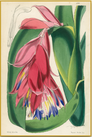 A fine art print from an antique botanical hand-colored engraving—an image of the tropical bromeliad flower with pink, purple and green coloring. Available print only or framed.