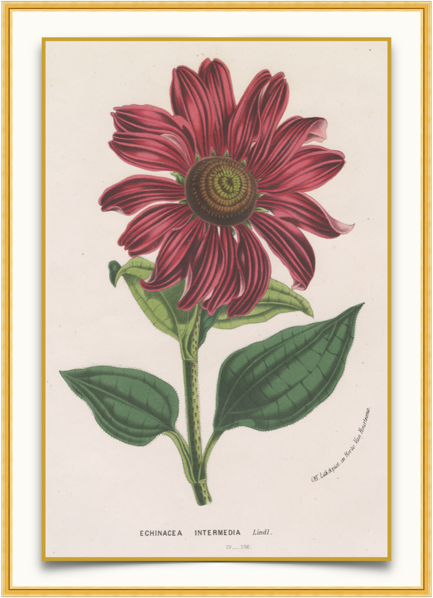 Red Echinacea - Antique Botanical Print