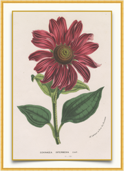 A fine art print from an antique botanical hand-colored engraving of a red echinacea flower with green leaves. Available print only or framed.