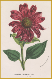 A fine art print from an antique botanical hand-colored engraving of a red echinacea flower with green leaves. Available print only or framed.