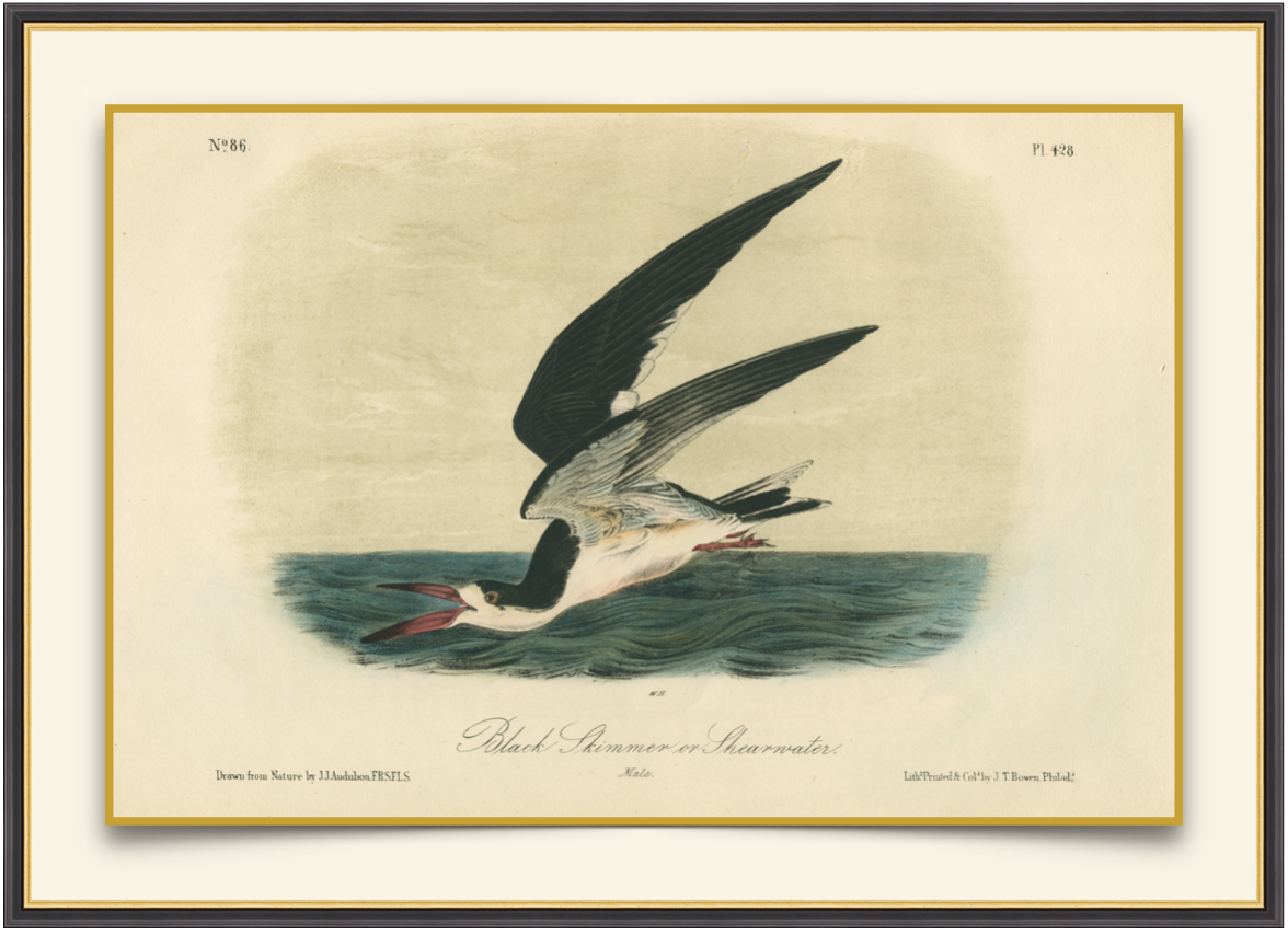 Skimming the Sea - Antique Aves Print