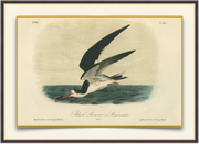 A fine art print from an antique aves hand-colored engraving of a black and white sea bird over water.  Available print only or framed.
