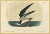 A fine art print from an antique aves hand-colored engraving of a black and white sea bird over water.  Available print only or framed.