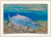 A fine art print from an original oil painting by Vaughn Cochran, "Tarpon on the Edge".  Available print only or framed.
