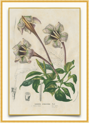A fine art print from an antique botanical hand-colored engraving—an image of a speckled gardenia flower with lavender and green coloring.  Available print only or framed.