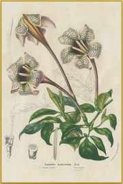 A fine art print from an antique botanical hand-colored engraving—an image of a speckled gardenia flower with lavender and green coloring.  Available print only or framed.