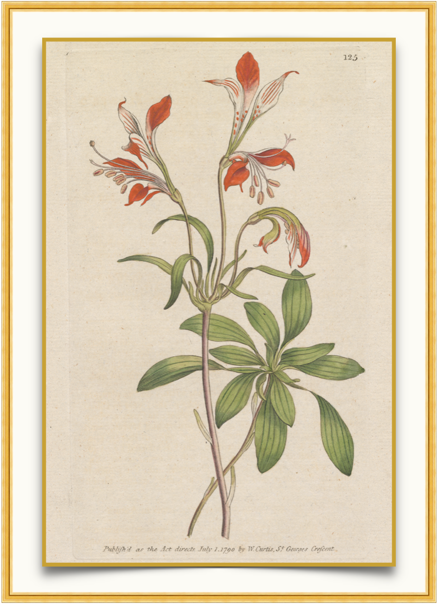 Summer Lovely Red Flowers - Antique Botanical Print