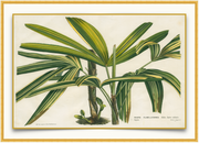 A fine art print from an antique botanical hand-colored engraving.  The palm is native to Japan, and the drawing is from the Gardens of Europe Collections. Available print only or framed.