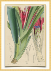 A fine art print from an antique botanical hand-colored engraving—an image of the tropical bromeliad with green, dark pink, and purple coloring.  Available print only or framed.