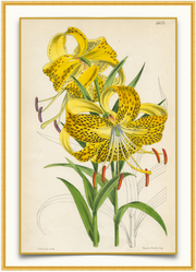 A fine art print from an antique botanical hand-colored engraving - a bright yellow lily with spots.  Available print only or framed.