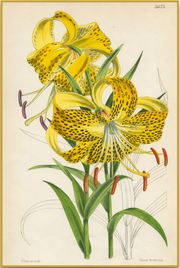 A fine art print from an antique botanical hand-colored engraving - a bright yellow lily with spots.  Available print only or framed.