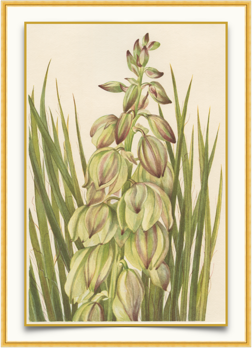 Yucca - Antique Botanical Print