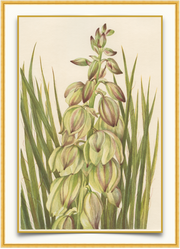 A fine art print from an antique botanical hand-colored engraving of a yucca plant with light green, pale lavender, and burgundy. Available print only or framed.