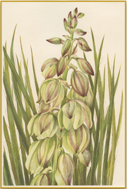 A fine art print from an antique botanical hand-colored engraving of a yucca plant with light green, pale lavender, and burgundy. Available print only or framed.