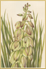 A fine art print from an antique botanical hand-colored engraving of a yucca plant with light green, pale lavender, and burgundy. Available print only or framed.