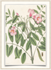 A fine art print from an antique botanical hand-colored engraving. An image of Pink Clematis Flowers. Available print only or framed.