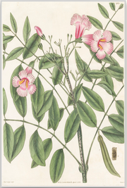 A fine art print from an antique botanical hand-colored engraving. An image of Pink Clematis Flowers. Available print only or framed.