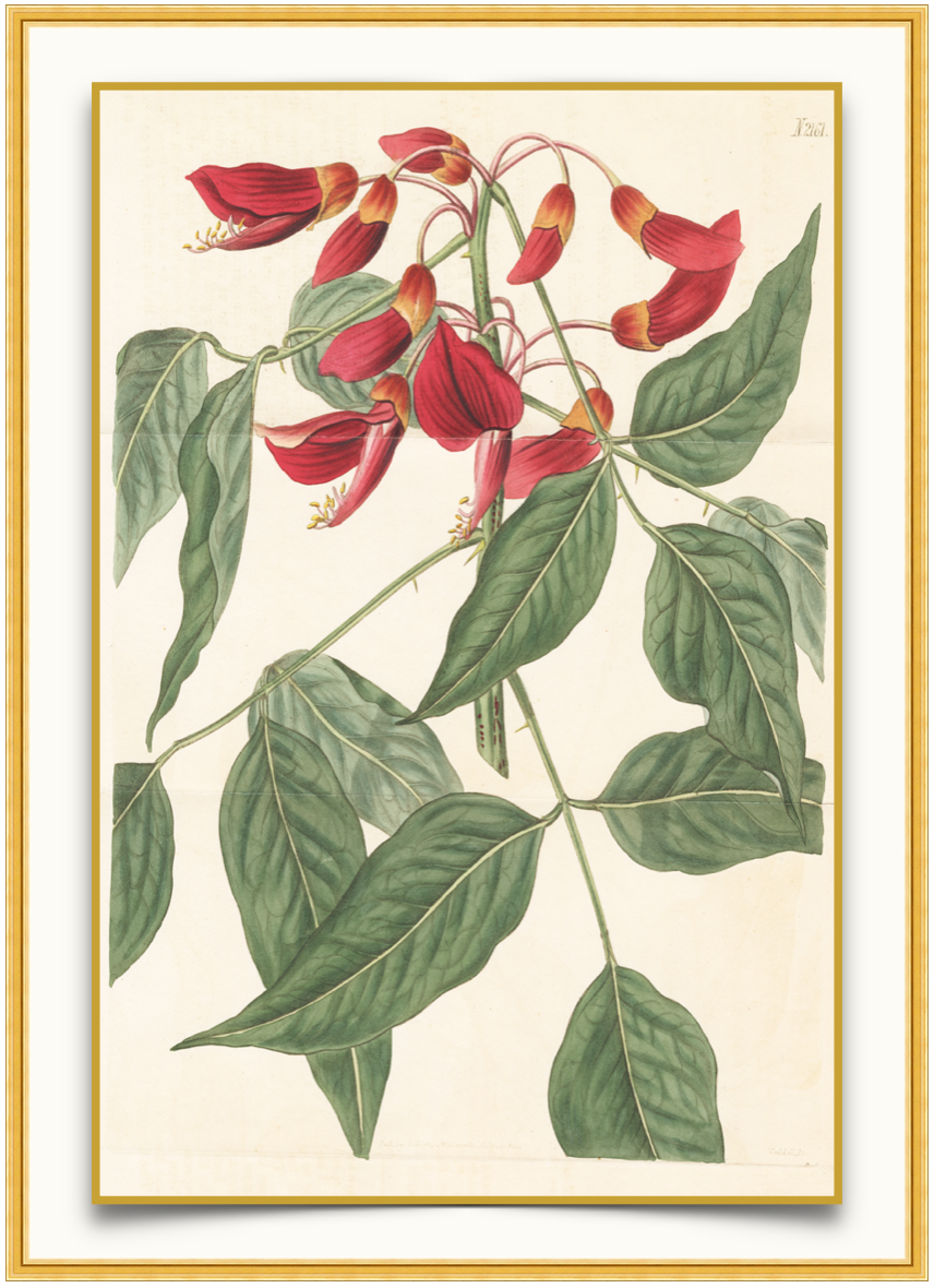 Red Buckeye - Antique Botanical Print