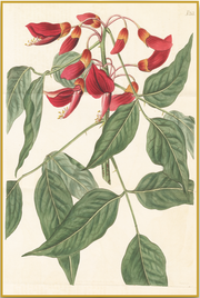 A fine art print from an antique botanical hand-colored engraving. An image of the red buckeye flower with red and green coloring. Available print only or framed.