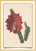 A fine art print from an antique botanical hand-colored engraving. An image of the red cactus flower with red and green coloring. Available print only or framed.