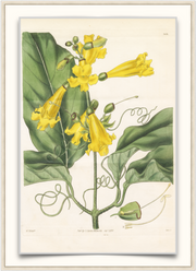 A fine art print from an antique botanical hand-colored engraving.  A bright yellow trumpet flower with yellow and green coloring.  Available print only or framed.