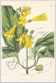 A fine art print from an antique botanical hand-colored engraving.  A bright yellow trumpet flower with yellow and green coloring.  Available print only or framed.