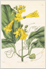 A fine art print from an antique botanical hand-colored engraving.  A bright yellow trumpet flower with yellow and green coloring.  Available print only or framed.