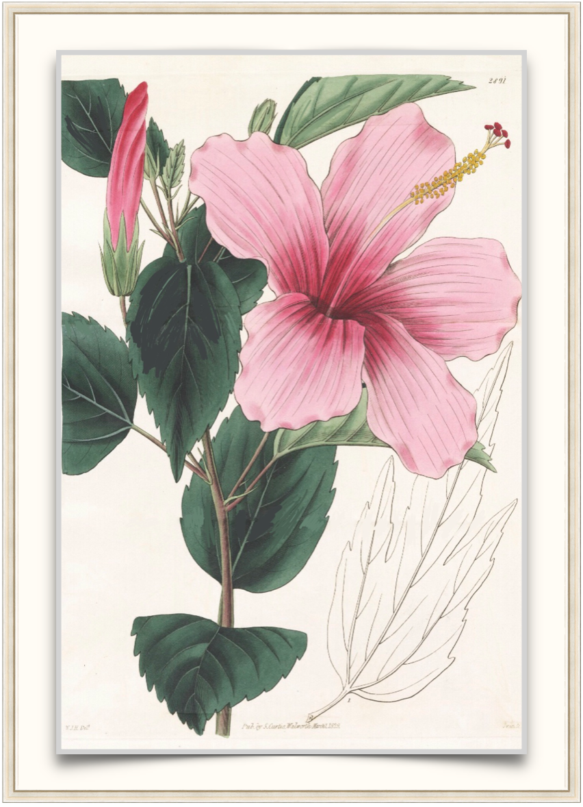 Dark Pink Hibiscus - Antique Botanical Print