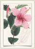 A fine art print from an antique botanical hand-colored engraving—an image of a hibiscus with dark pink and green coloring. Available print only or framed.