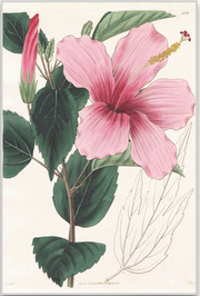 A fine art print from an antique botanical hand-colored engraving—an image of a hibiscus with dark pink and green coloring. Available print only or framed.