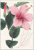 A fine art print from an antique botanical hand-colored engraving—an image of a hibiscus with dark pink and green coloring. Available print only or framed.