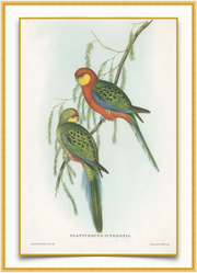 Red and Green Parrot - Antique Aves Print
