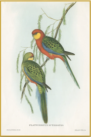 Red and Green Parrot - Antique Aves Print
