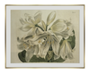 Coastal Lily - Framed Antique Botanical Print - Dixie & Grace