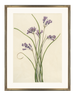 Lavender Grass - Framed Antique Botanical Print - Dixie & Grace