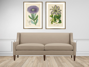 Purple Daisy - Framed Antique Botanical Print - Dixie & Grace