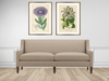 Lavender Clematis - Framed Antique Botanical Print - Dixie & Grace