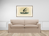 Skimming the Sea - Framed Antique Aves Print - Dixie & Grace