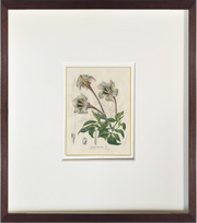 speckled gardenia antique botanical print in hand crafted frame