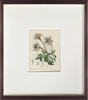 speckled gardenia antique botanical print in hand crafted frame