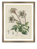 Speckled Gardenia in gold gilded hand carved framed