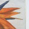 detail of Bird of Paradise antique botanical fine art print with gold edgeA fine art print from an antique botanical hand-colored engraving.  An image of a Bird of Paradise flower with orange, blue, and green coloring.  Available print only or framed.